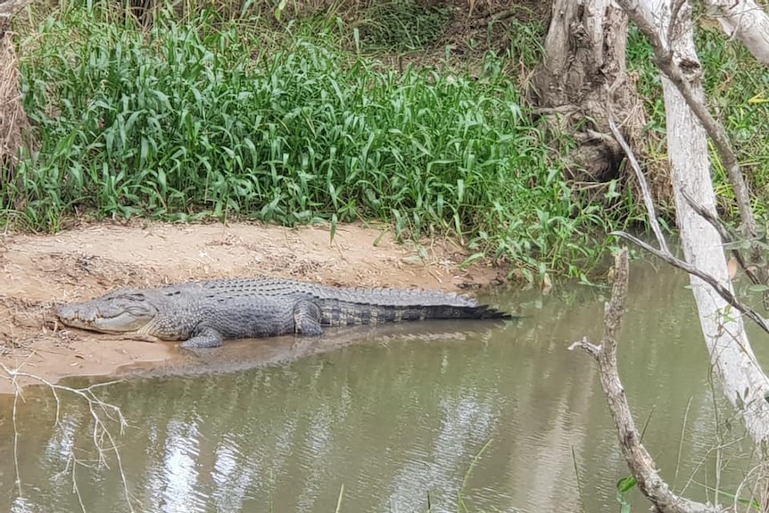 A crocodile lays on the banks of a river.