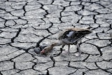 A goose looks for water in the dried bed of a lake.
