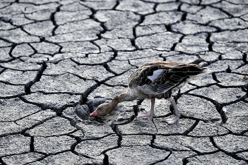 A goose looks for water in the dried bed of a lake.