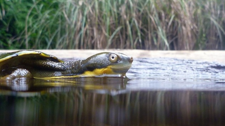 Bellinger River Snapping Turtle