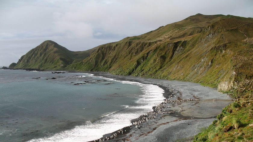 Macquarie Island lies about half way between Tasmania and Antarctica.