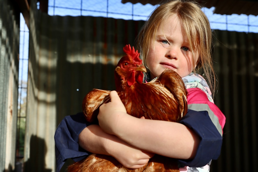 Una niña sostiene un pollo.