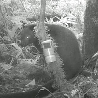 Tenkile tree kangaroo in PNG