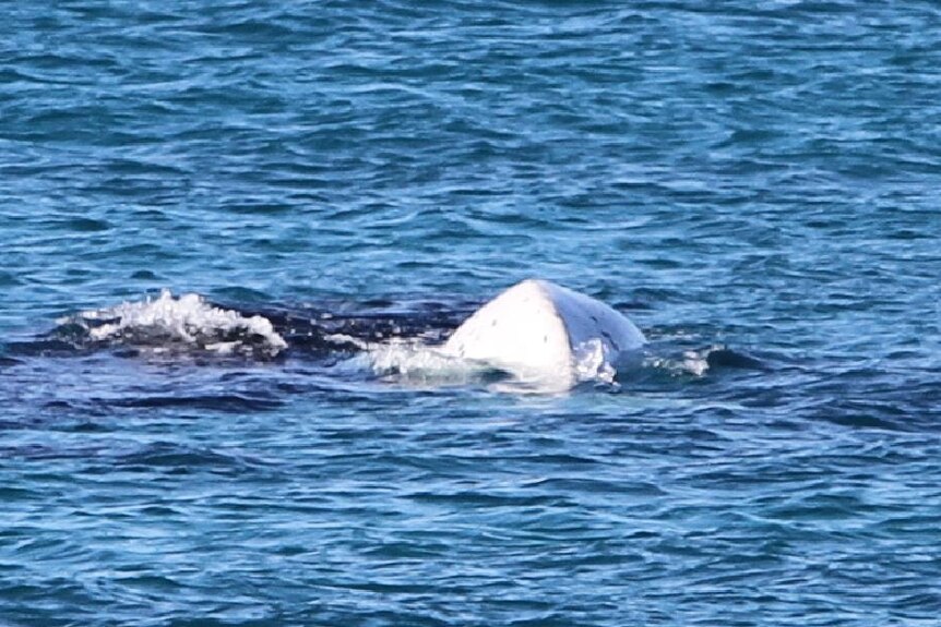 A photo of a white baby whale at Point Ann in WA