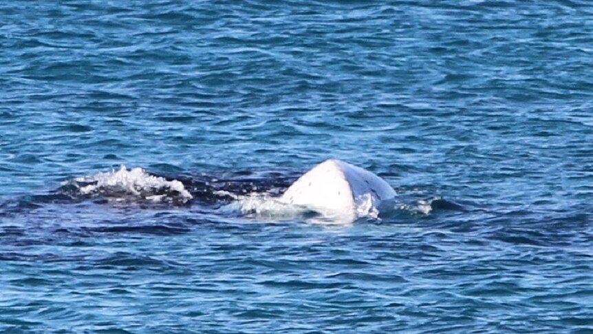 A photo of a white baby whale at Point Ann in WA