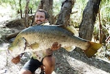 A man kneels on one knee holding a very large barramundi up with both hands.