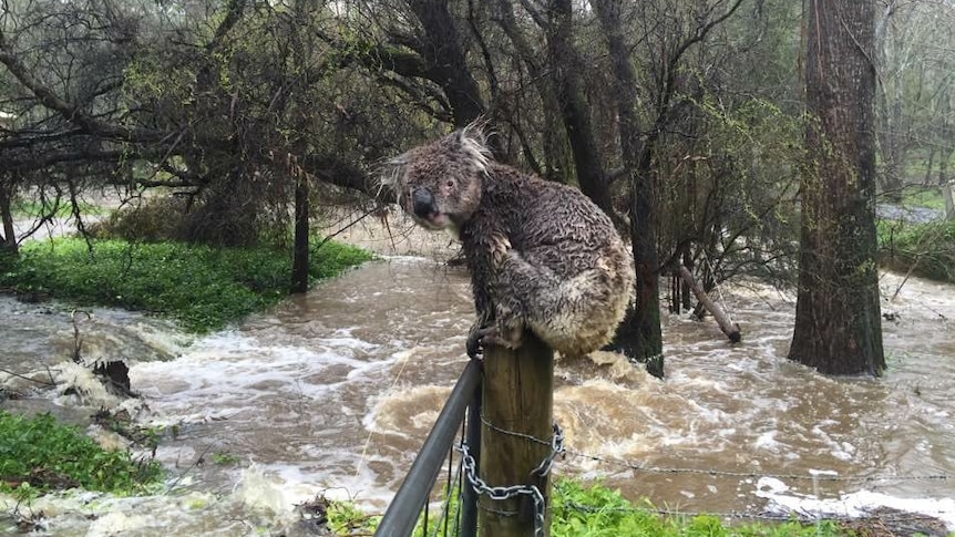 Koala soaked in floods