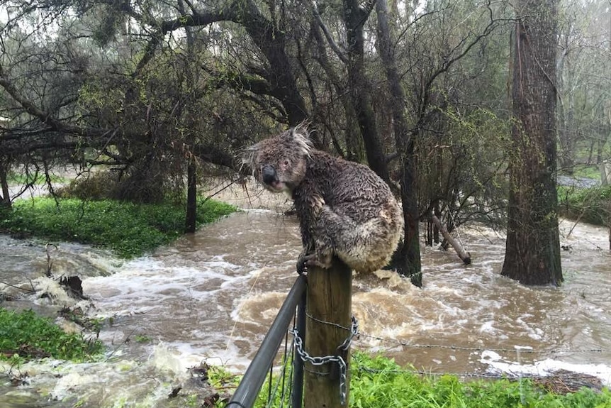Koala soaked in floods