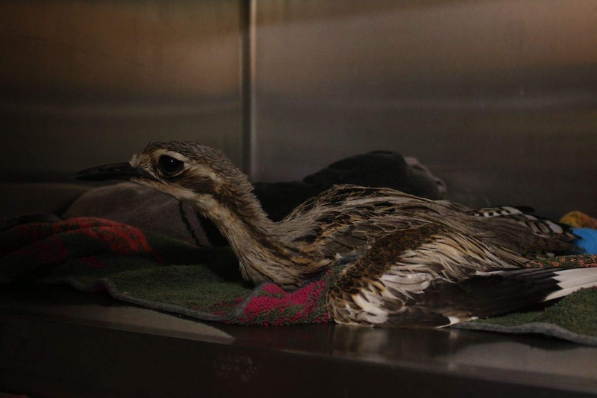 A bird in recovery at Ark Animal Hospital in the NT.
