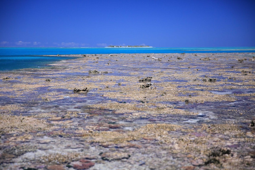 Coral and ocean just off One Tree Island.