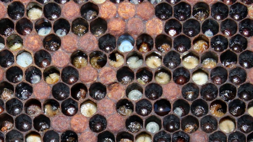 a bee hive with European foulbrood