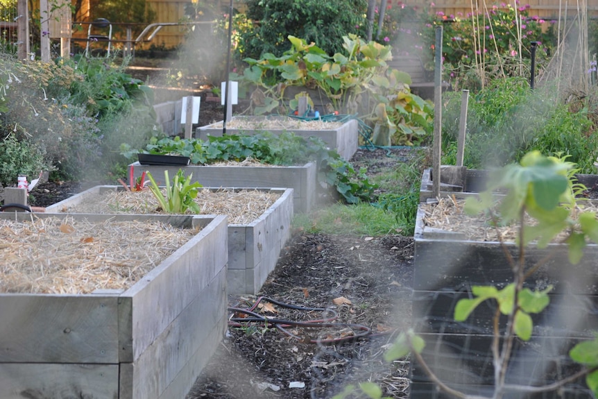 Raised garden beds in an inner city suburb