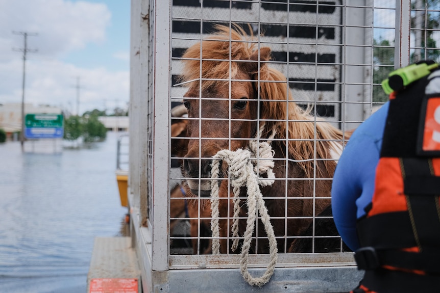 a horse in a crate is rescued from floodwater