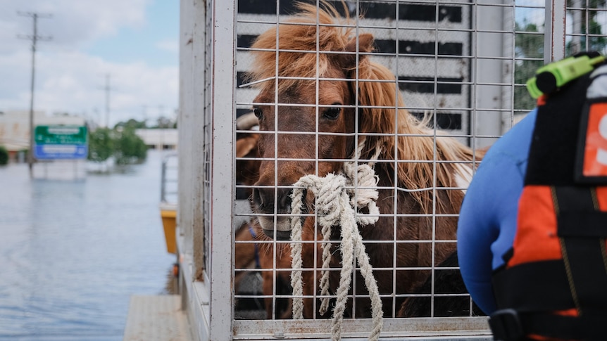 a horse is rescued from floodwater