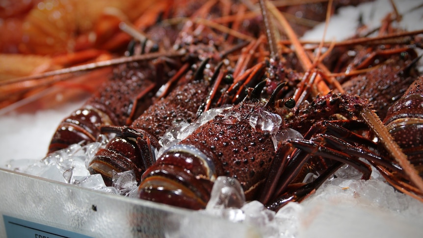 A tray of lobster on ice