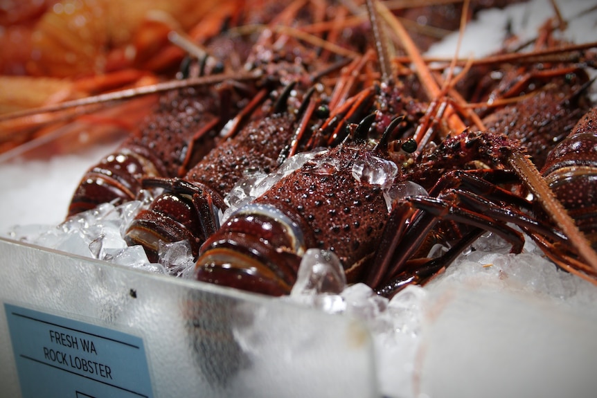 A tray of lobster on ice