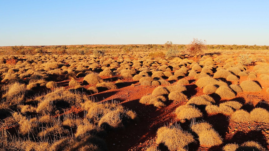 A dry spinifex landscape at dusk in the East Pilbara