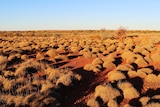 A dry spinifex landscape at dusk on Warrawagine Station