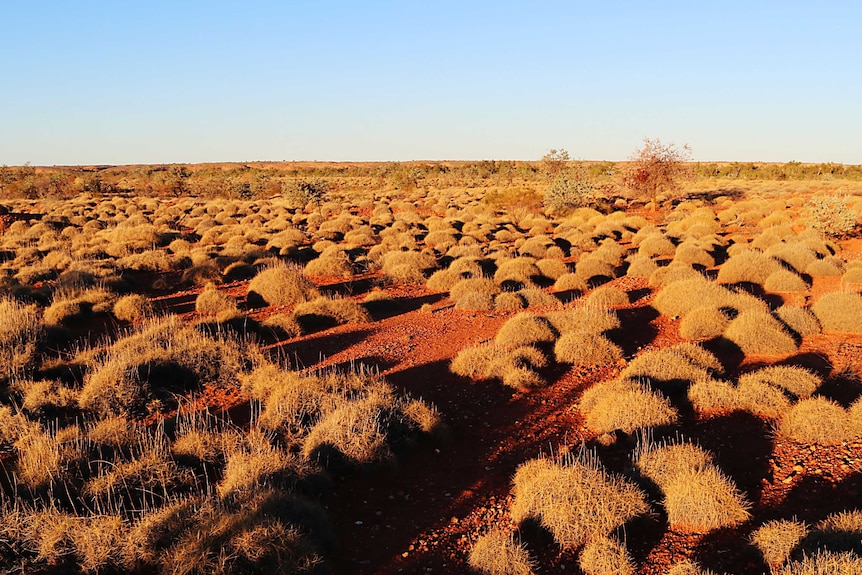 A dry spinifex landscape at dusk in the East Pilbara