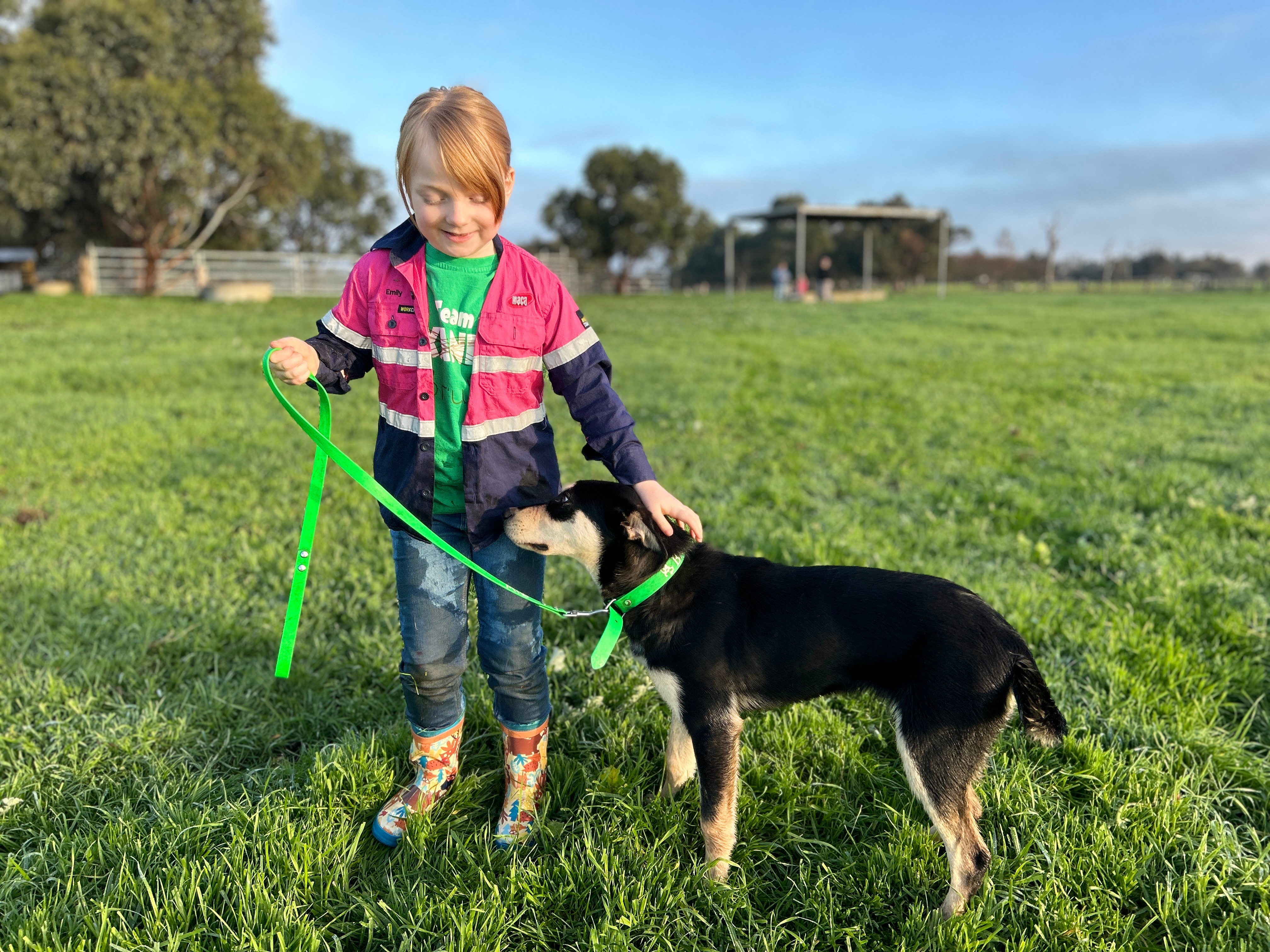 Little girl leading dog in paddock. 