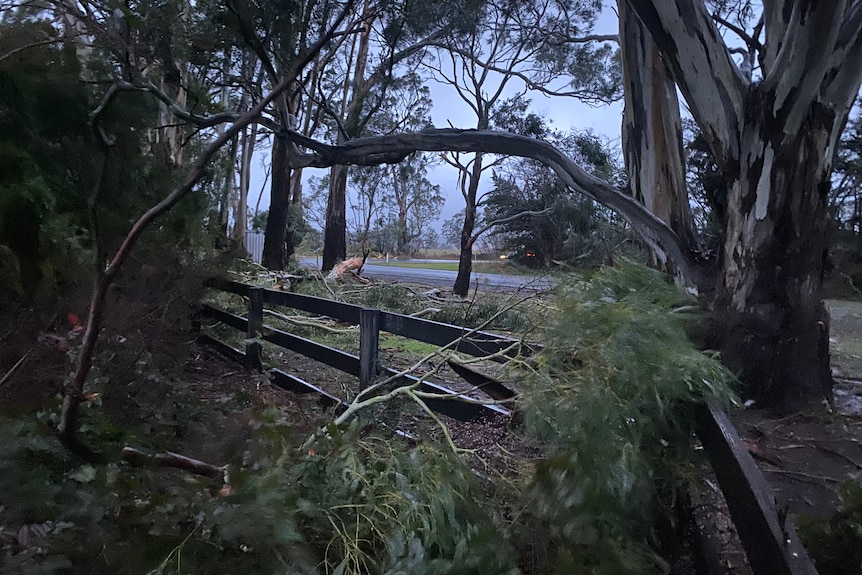 storm damaged trees