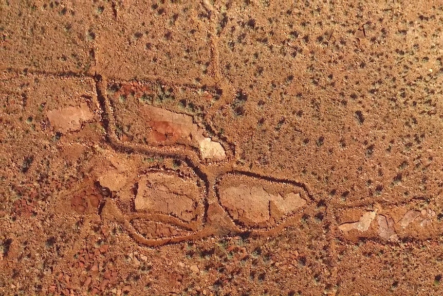 A birdseye view of a fossil excavation site