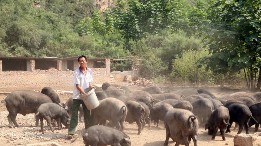 Peternak di provinsi yang terdampak harus menyingkirkan babi mereka dan mengikuti pembatasan yang ketat.