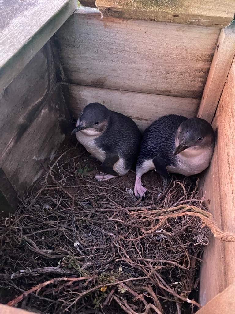 Two little penguins huddle together inside a wooden nesting box.