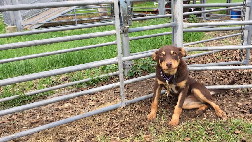 Young kelpie looking at the camera next to a steel fence