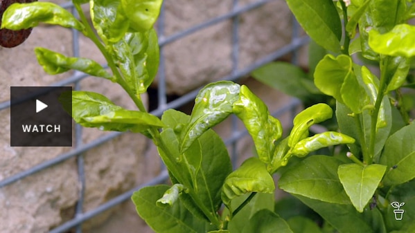 Tracks left on leaves from Citrus Leaf Miner. Has Video.