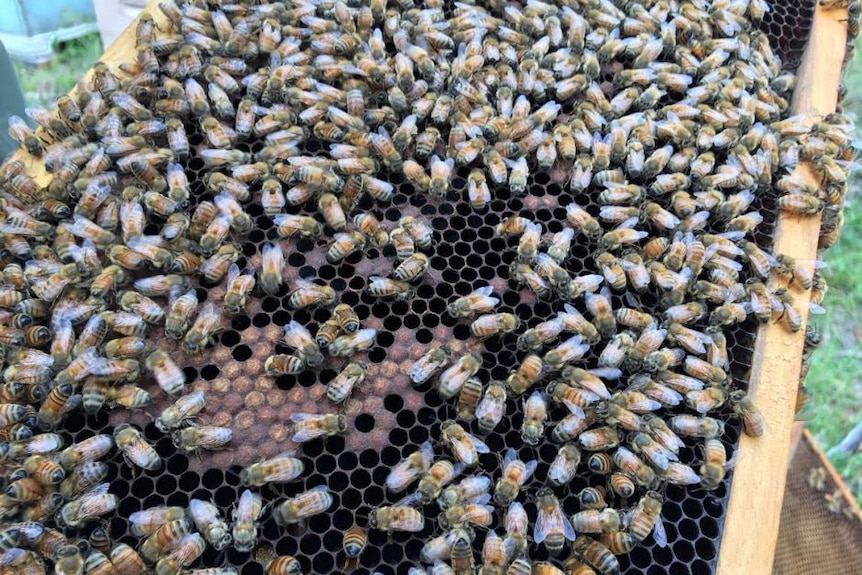 Bees on a hive