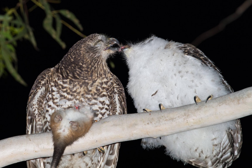Powerful owl adult feeding a chick with some possum