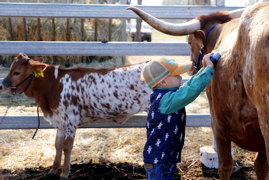 Young boy, Jace, wearing a bluey vest and cap, both hands using a brush on the side of a cow with big horns, calf behind.