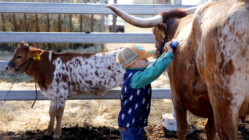 Young boy, Jace, wearing a bluey vest and cap, both hands using a brush on the side of a cow with big horns, calf behind.