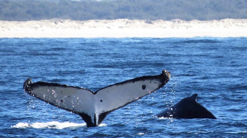 The tail of a humpback whale emerges from the ocean waters off South Stradbroke Island.
