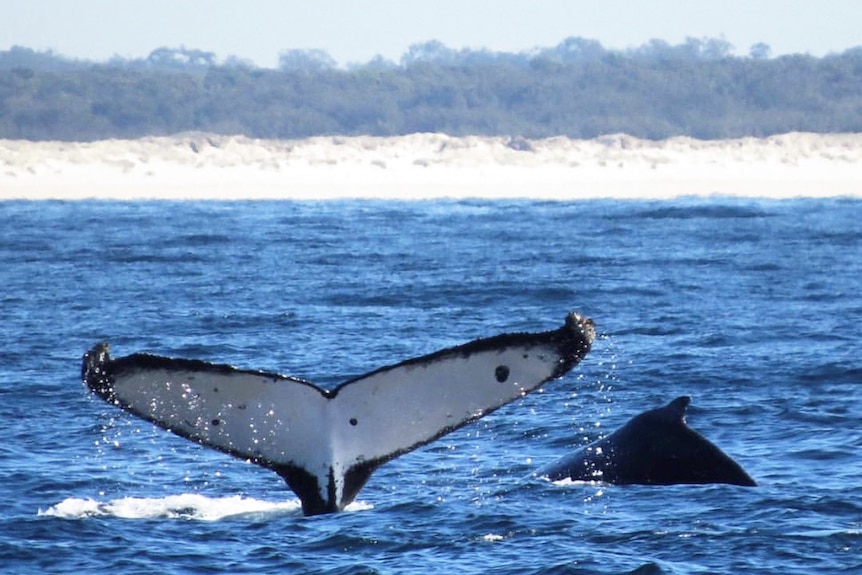 The tail of a humpback whale emerges from the ocean waters off South Stradbroke Island.