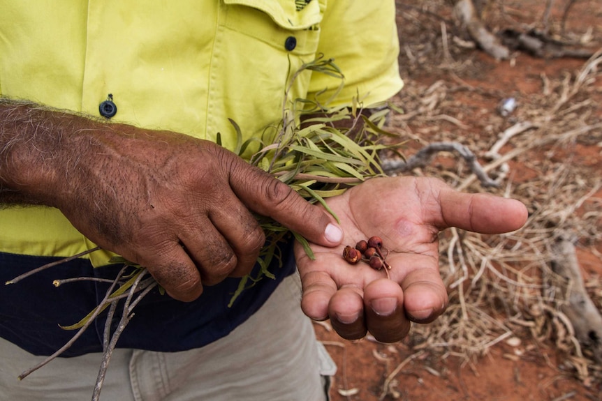 Indigenous Elder Phil Eulo holding bush tucker