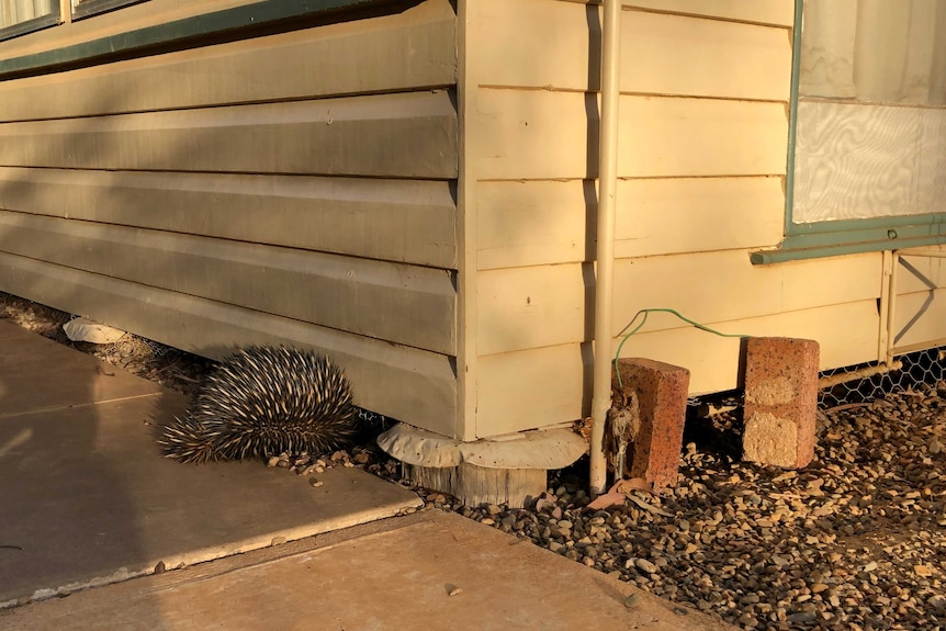 An echidna walks underneath a lowset house