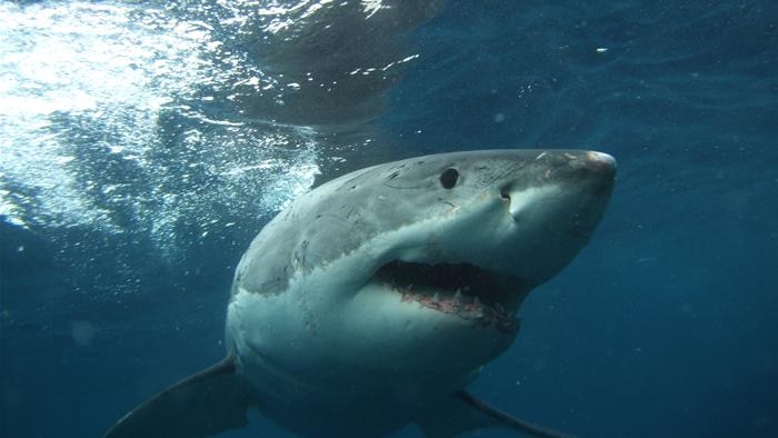 A great white shark near the surface of the water photographed from beneath.