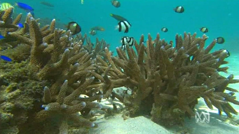 Fish swim through a coral reef at Ningaloo, WA