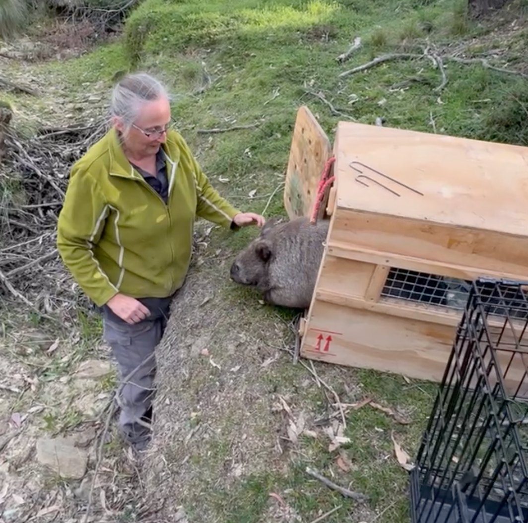 A guardiã da vida selvagem, Sharon, libera Cindy, o wombat, de volta à natureza.