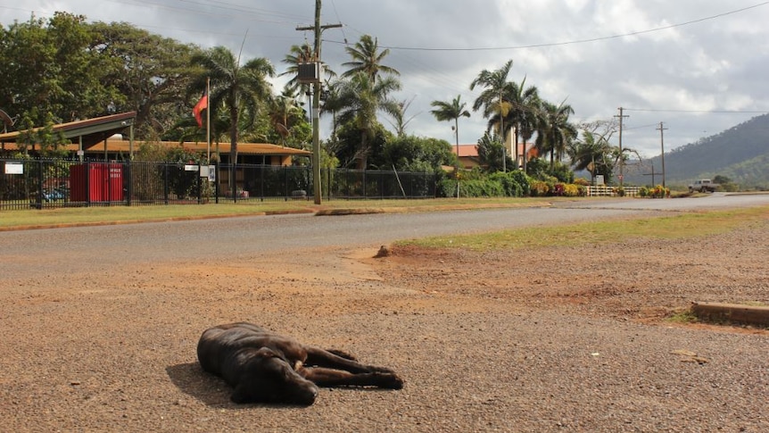Dog sleeping on the road in Hope Vale.