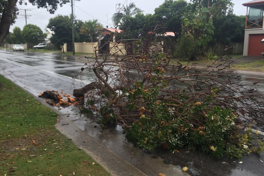 Tree downed in wild weather  on Sunshine Coast