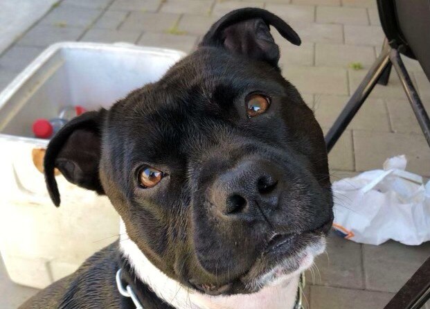 A dog looks at the camera