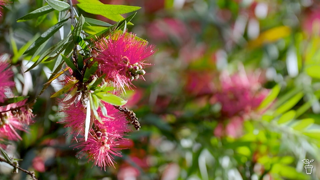 Bright pink callistemon flowers.