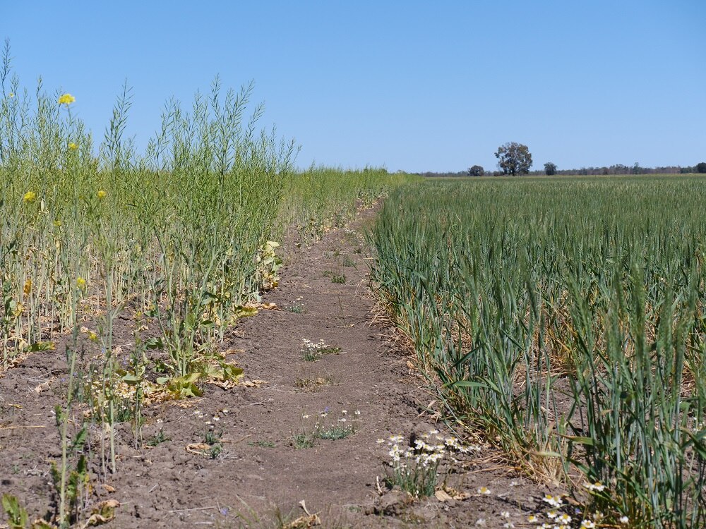 Trial Indian mustard seed crop defies the drought in north west New