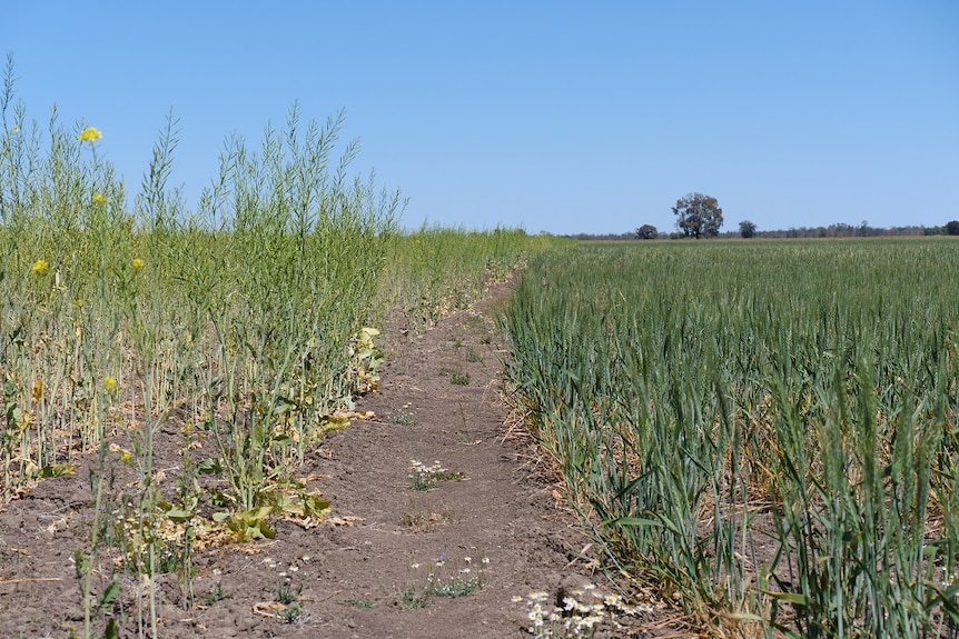 A tall Indian mustard seed crop stands beside a shorter wheat crop.