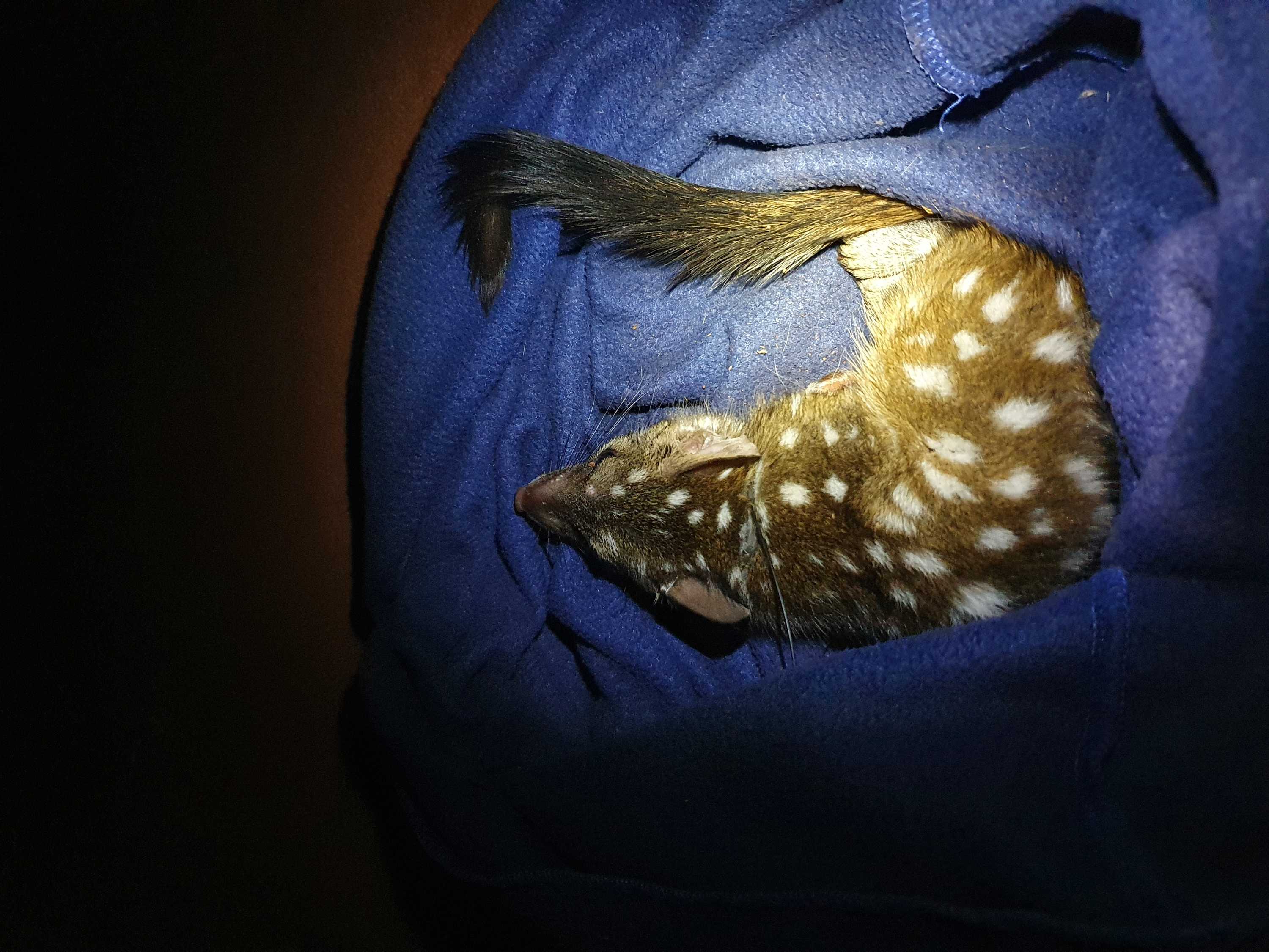 A medium-sized brown mammal with white spots wearing a radio transmitter on a collar.