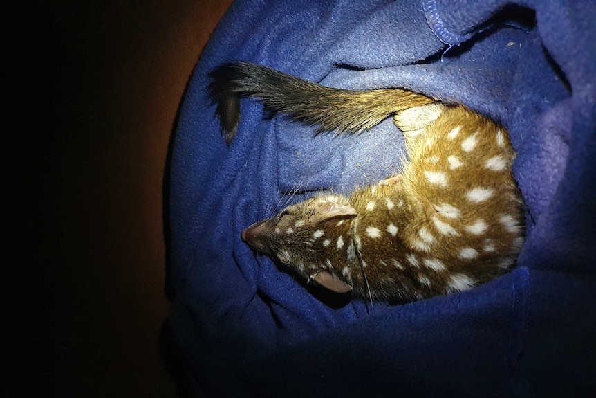 A medium-sized brown mammal with white spots wearing a radio transmitter on a collar.