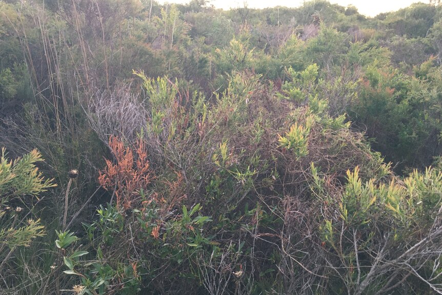 scrubby bush with ocean visible in the distance